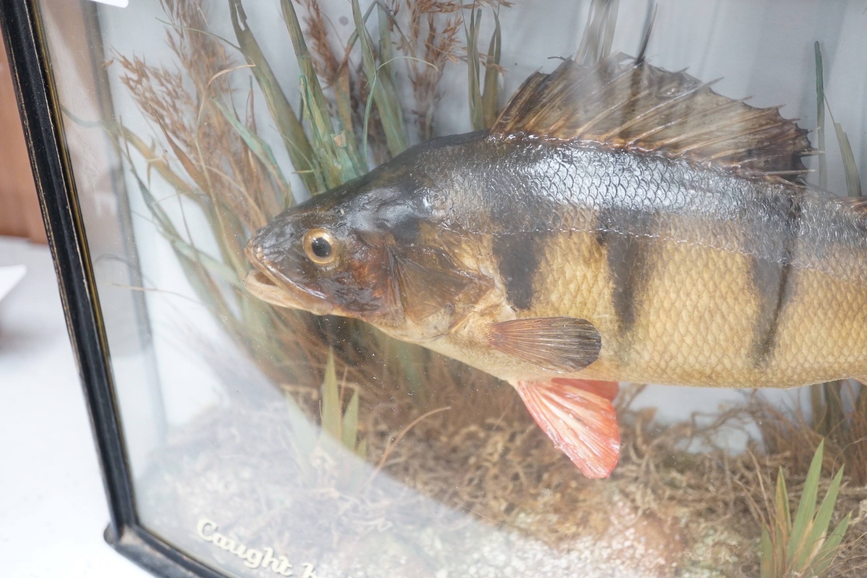 A taxidermy Perch caught by S.Soames, from the Avon, 01.09.1937, weight 1lb. 3ozs. (1999 invoice included) in bow front display cabinet